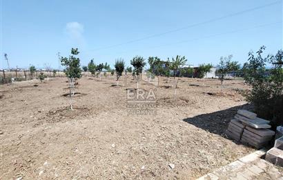 İzmir Menderes Tekeli İçinde Ev Olan Meyve Ağaçlı Tarla Satılık