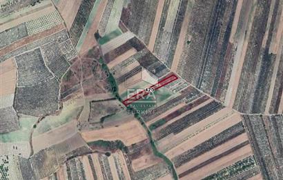 ERA SÖZ DEN BURSA KARACABEY İSMETPAŞA MAH. SATILIK 4900M² TARLA