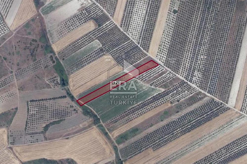 ERA SÖZ DEN BURSA KARACABEY İSMETPAŞA MAH. SATILIK 4900M² TARLA