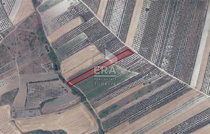 ERA SÖZ DEN BURSA KARACABEY İSMETPAŞA MAH. SATILIK 4900M² TARLA