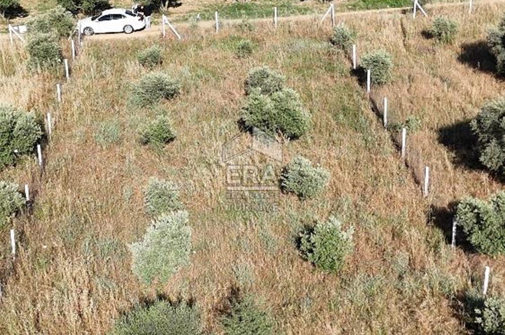 TORBALI DİRMİL TOPTEPESİ MEVKİİNDE 632 m² HİSSE TAPULU ARSA