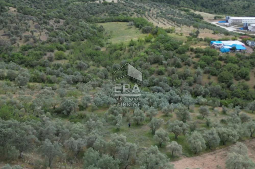 ERA KARAT, KEMALİYE YOLU KENARINDA 1427,01 M² ZEYTİNLİK