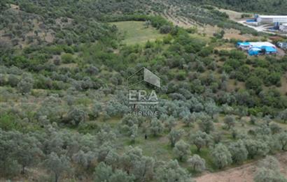 ERA KARAT, KEMALİYE YOLU KENARINDA 1427,01 M² ZEYTİNLİK