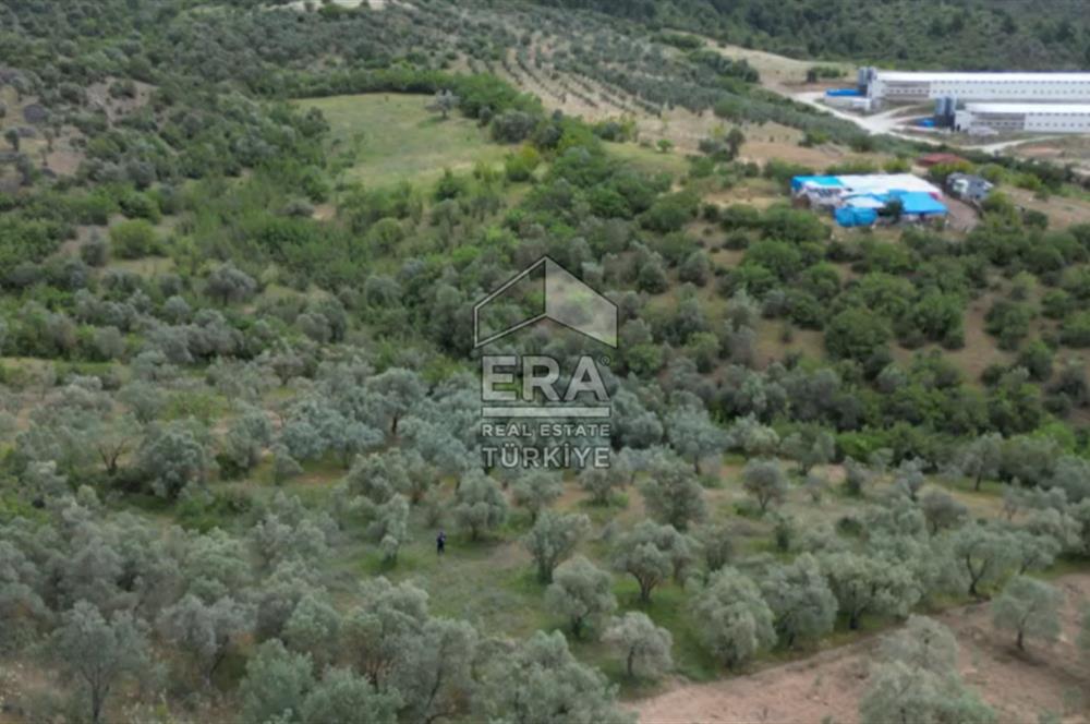 ERA KARAT, KEMALİYE YOLU KENARINDA 1427,01 M² ZEYTİNLİK