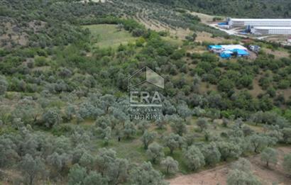 ERA KARAT, KEMALİYE YOLU KENARINDA 1427,01 M² ZEYTİNLİK