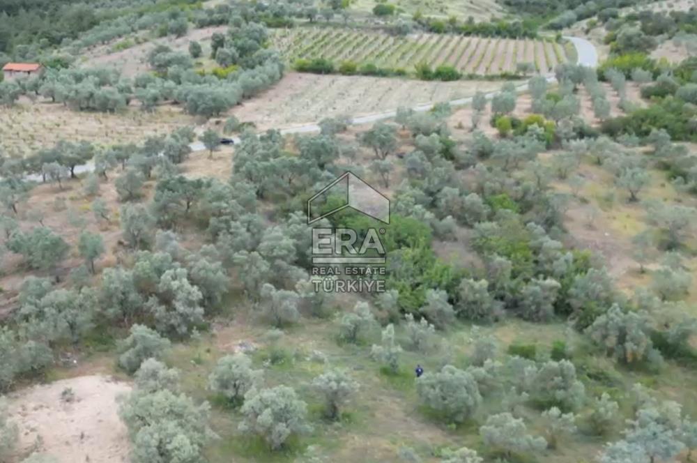 ERA KARAT, KEMALİYE YOLU KENARINDA 1427,01 M² ZEYTİNLİK