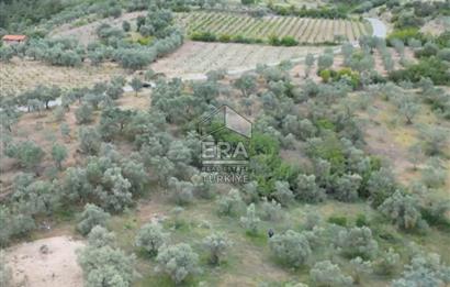 ERA KARAT, KEMALİYE YOLU KENARINDA 1427,01 M² ZEYTİNLİK
