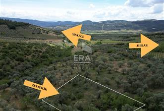 ERA KARAT, KEMALİYE YOLU KENARINDA 1427,01 M² ZEYTİNLİK