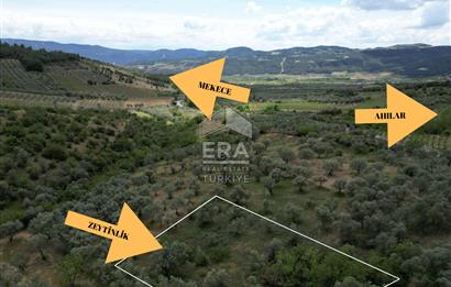 ERA KARAT, KEMALİYE YOLU KENARINDA 1427,01 M² ZEYTİNLİK
