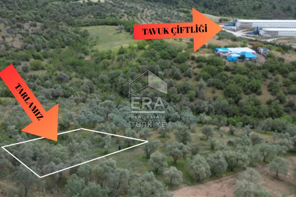 ERA KARAT, KEMALİYE YOLU KENARINDA 1427,01 M² ZEYTİNLİK