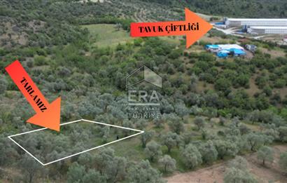 ERA KARAT, KEMALİYE YOLU KENARINDA 1427,01 M² ZEYTİNLİK