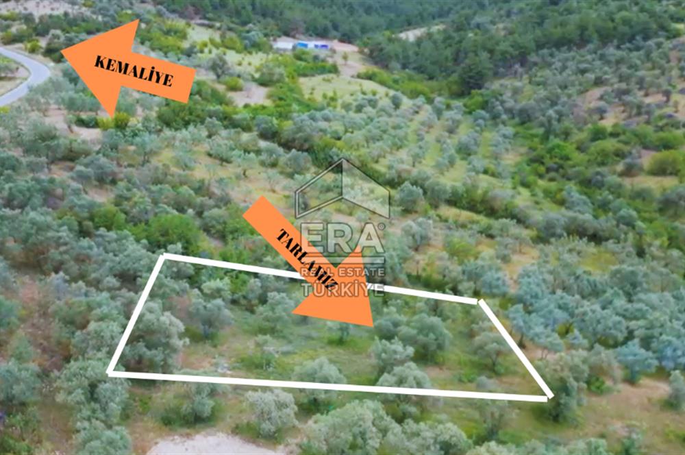 ERA KARAT, KEMALİYE YOLU KENARINDA 1427,01 M² ZEYTİNLİK