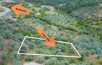 ERA KARAT, KEMALİYE YOLU KENARINDA 1427,01 M² ZEYTİNLİK
