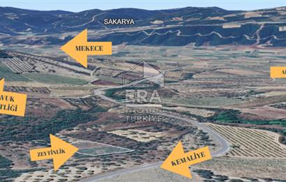 ERA KARAT, KEMALİYE YOLU KENARINDA 1427,01 M² ZEYTİNLİK