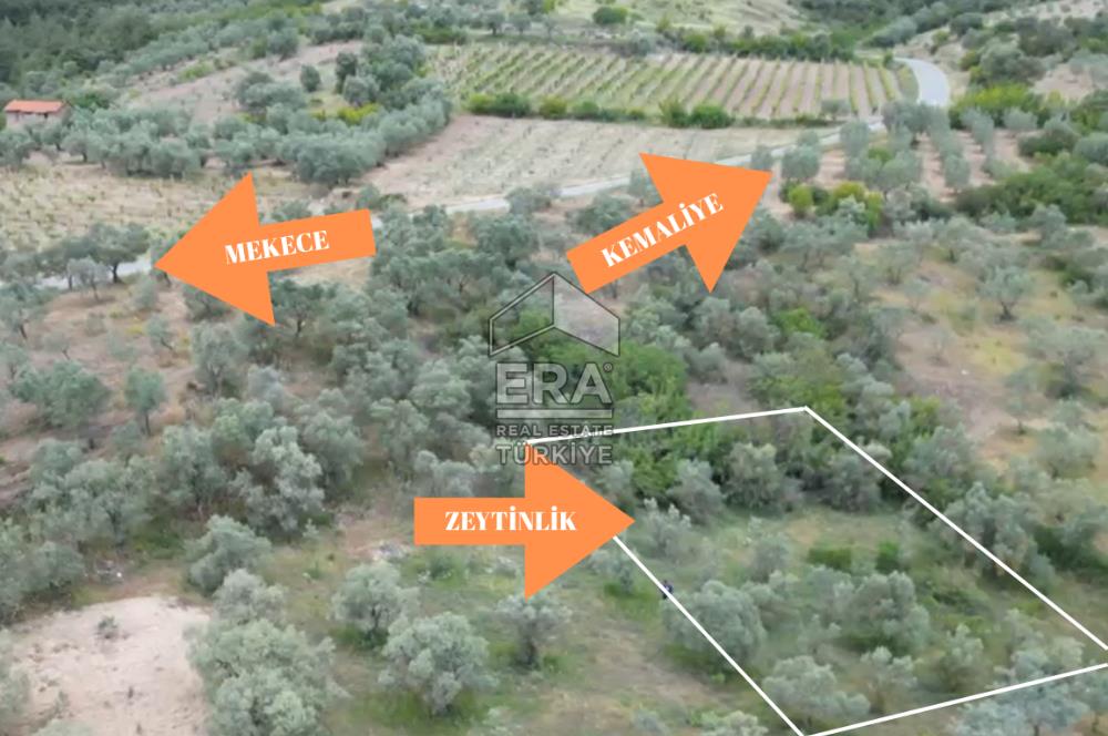 ERA KARAT, KEMALİYE YOLU KENARINDA 1427,01 M² ZEYTİNLİK