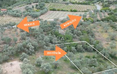 ERA KARAT, KEMALİYE YOLU KENARINDA 1427,01 M² ZEYTİNLİK