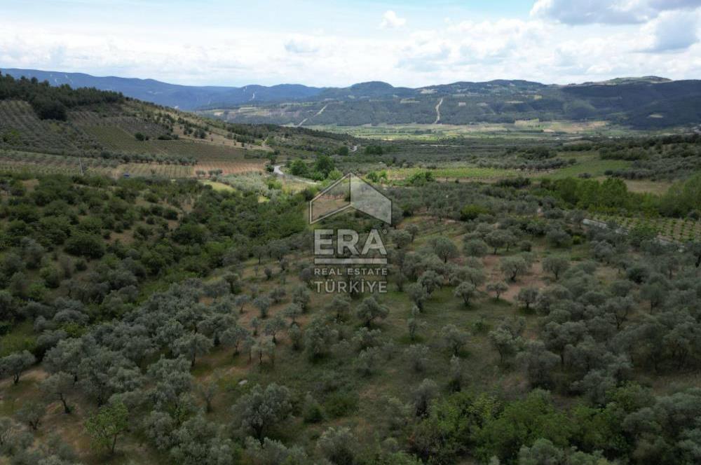 ERA KARAT, KEMALİYE YOLU KENARINDA 1427,01 M² ZEYTİNLİK