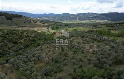 ERA KARAT, KEMALİYE YOLU KENARINDA 1427,01 M² ZEYTİNLİK