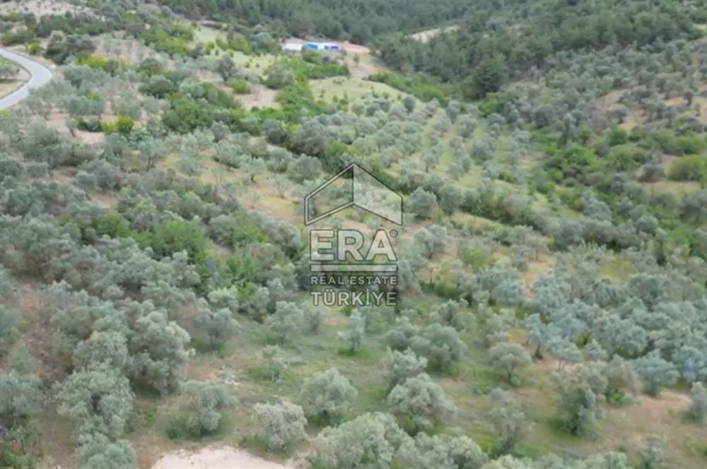 ERA KARAT, KEMALİYE YOLU KENARINDA 1427,01 M² ZEYTİNLİK