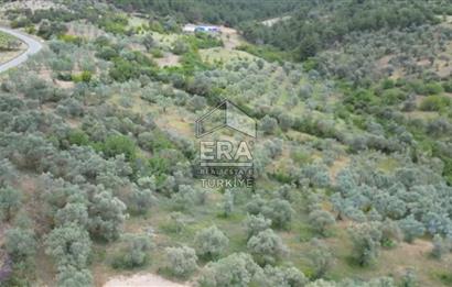 ERA KARAT, KEMALİYE YOLU KENARINDA 1427,01 M² ZEYTİNLİK