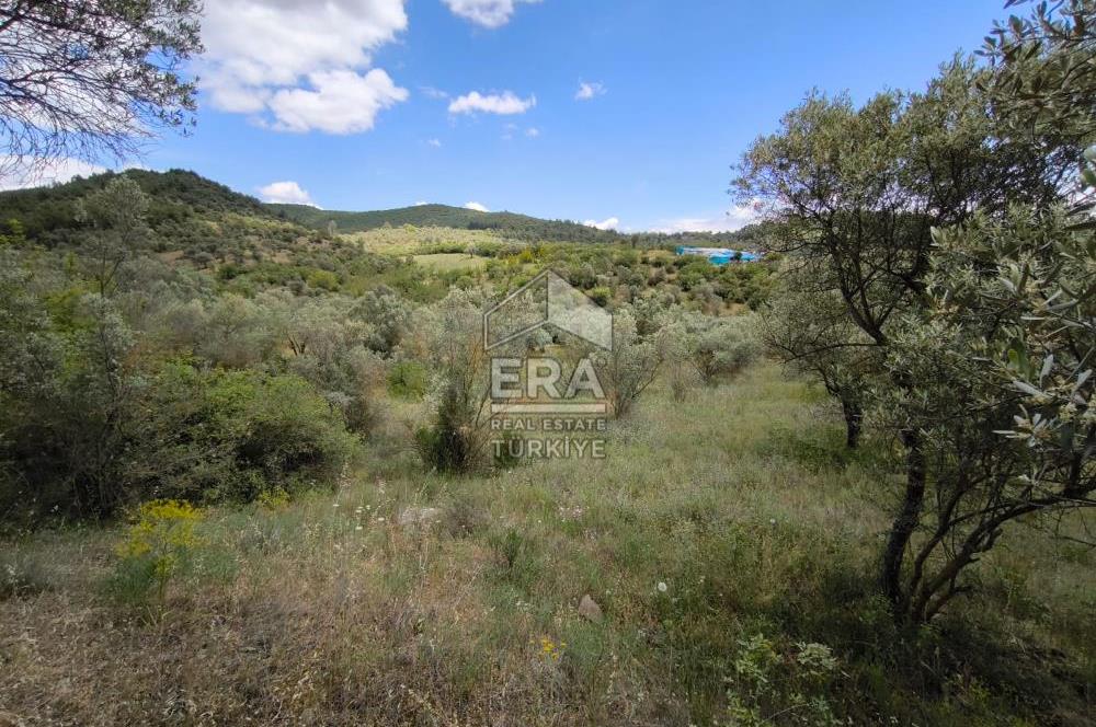ERA KARAT, KEMALİYE YOLU KENARINDA 1427,01 M² ZEYTİNLİK