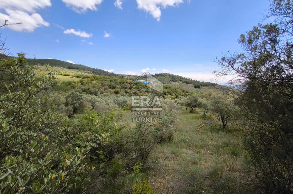 ERA KARAT, KEMALİYE YOLU KENARINDA 1427,01 M² ZEYTİNLİK