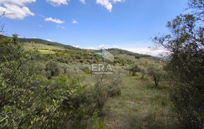 ERA KARAT, KEMALİYE YOLU KENARINDA 1427,01 M² ZEYTİNLİK