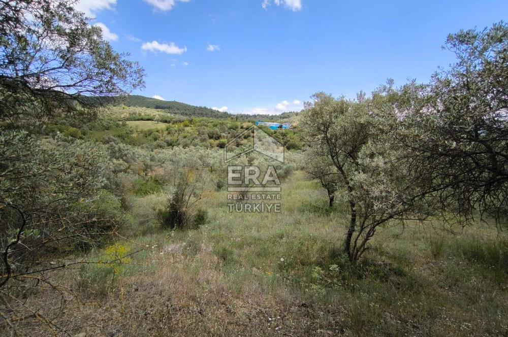 ERA KARAT, KEMALİYE YOLU KENARINDA 1427,01 M² ZEYTİNLİK