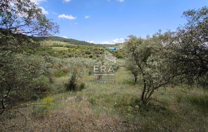 ERA KARAT, KEMALİYE YOLU KENARINDA 1427,01 M² ZEYTİNLİK