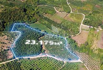 BURSA DA 23 DÖNÜM UYGUN FİYATLI ARAZİ