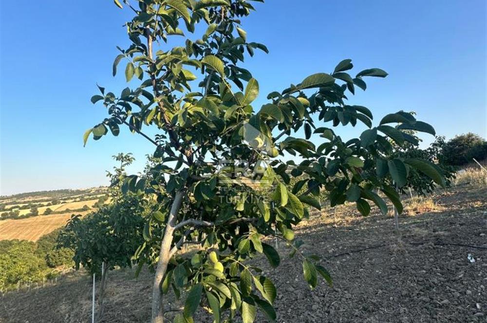 ERA SÖZDEN BALIKESİR GÖNEN BAYRAMİÇ MH SATLIK CEVİZ BAHÇESİ