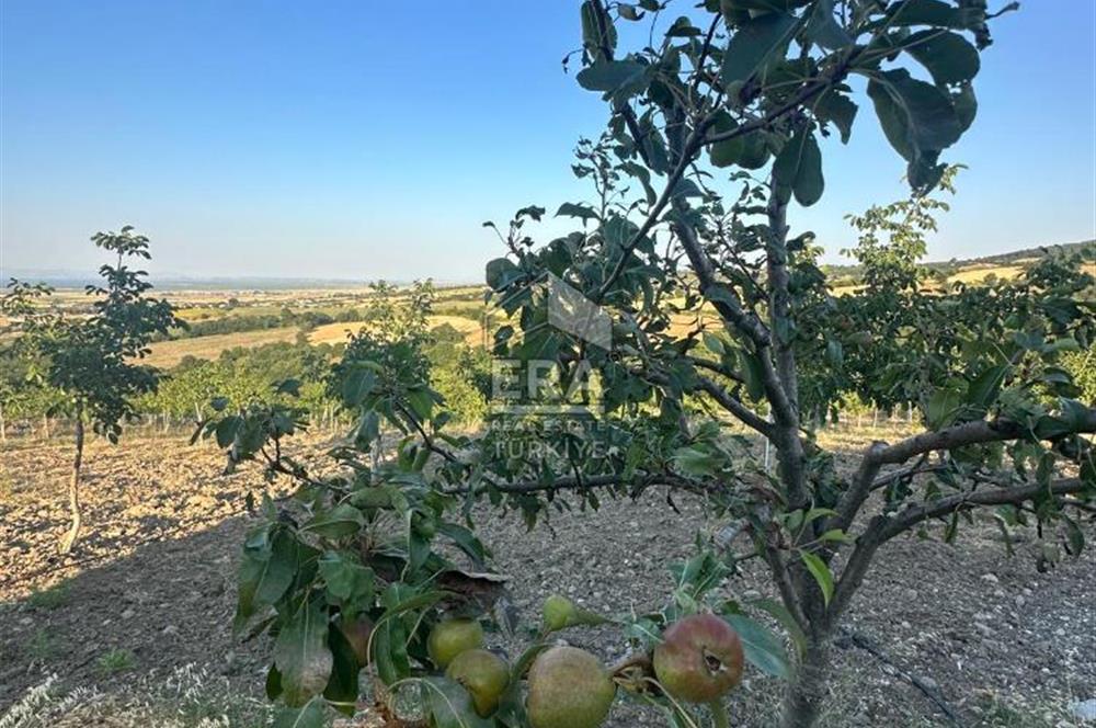 ERA SÖZDEN BALIKESİR GÖNEN BAYRAMİÇ MH SATLIK CEVİZ BAHÇESİ