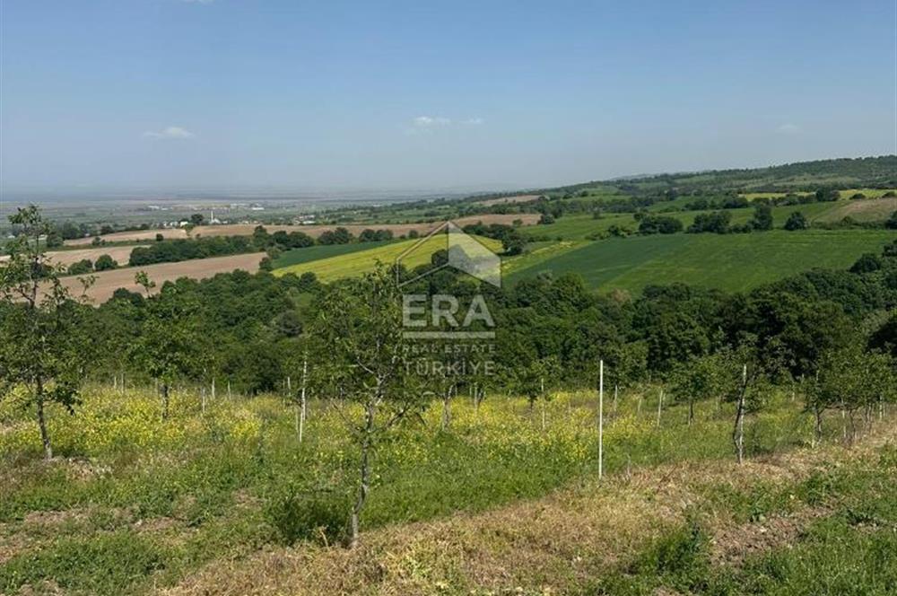 ERA SÖZDEN BALIKESİR GÖNEN BAYRAMİÇ MH SATLIK CEVİZ BAHÇESİ