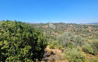 SEFERİHİSAR ORHANLI SATILIK 38.000 M2 ARAZİ