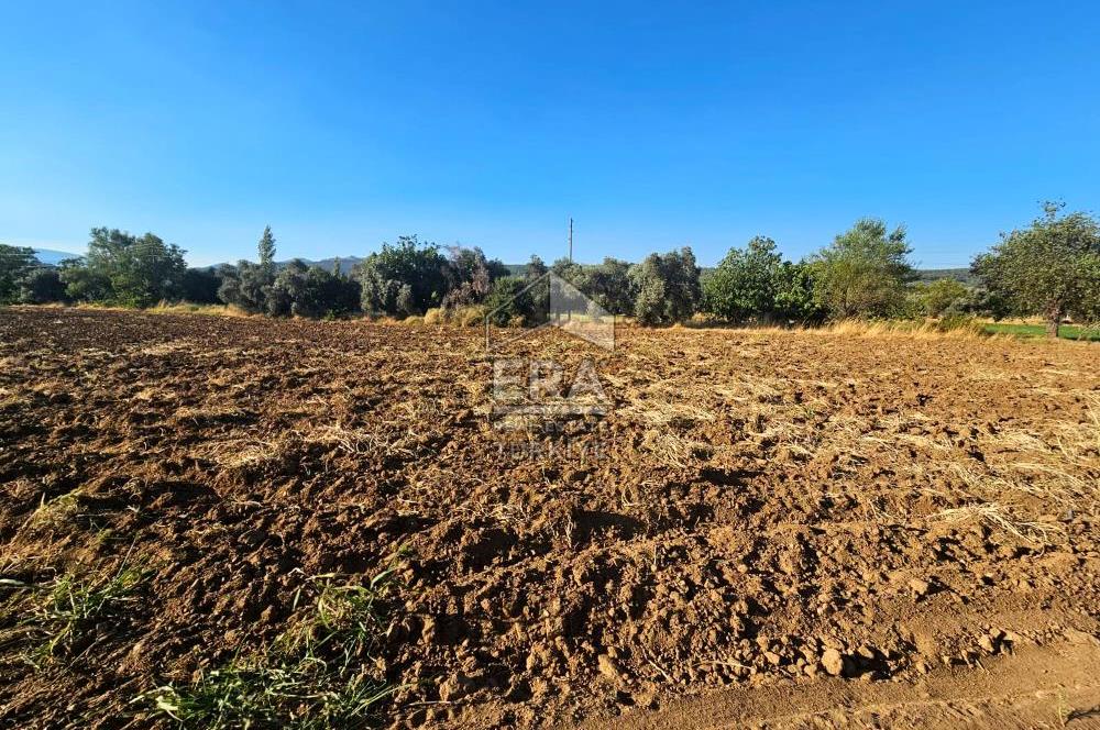 TORBALI ORMANKÖY SATILIK 3.707 M2 TARLA
