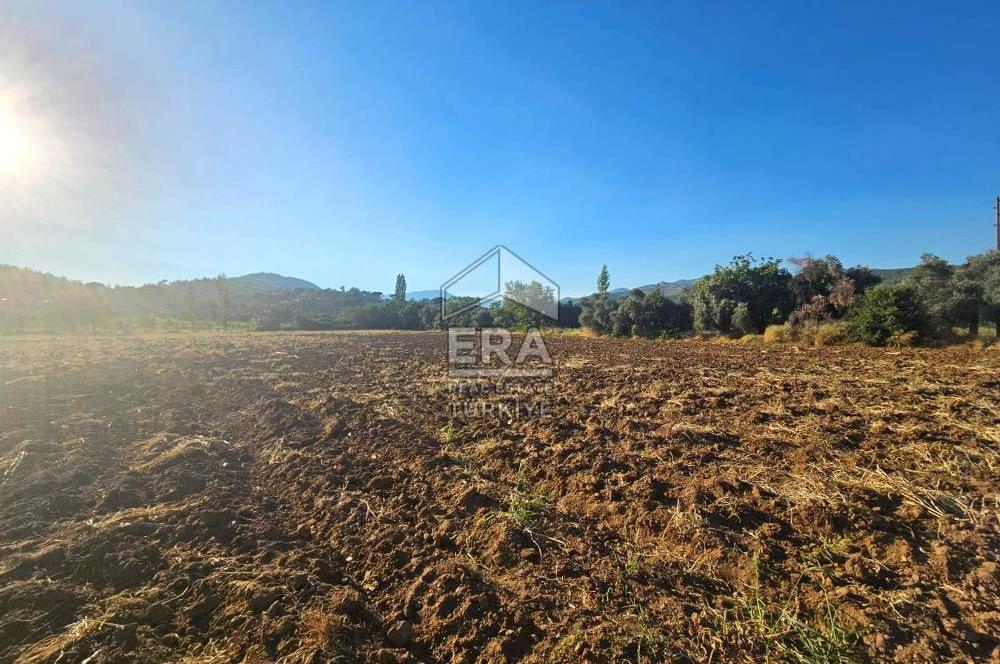 TORBALI ORMANKÖY SATILIK 3.707 M2 TARLA