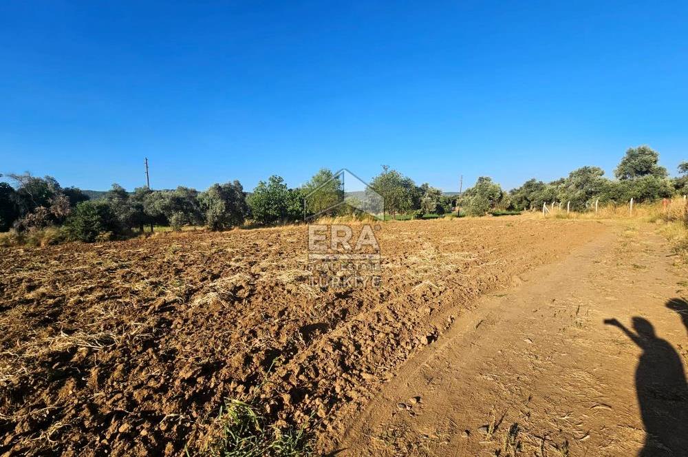 TORBALI ORMANKÖY SATILIK 3.707 M2 TARLA