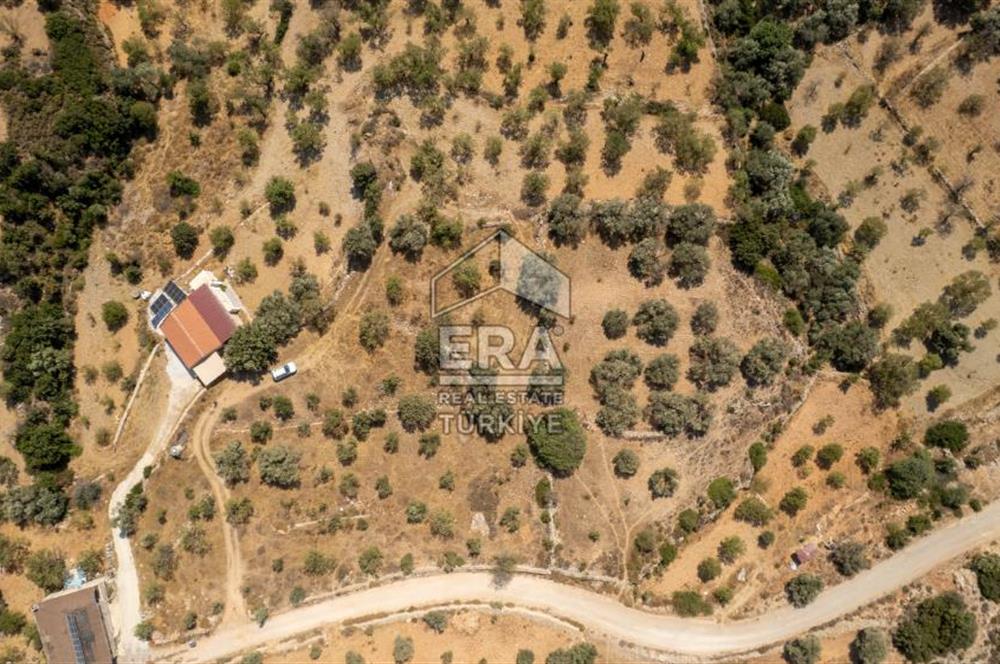 Datça Cumalı'da Satılık 1.830m2 Bademlik Tarla
