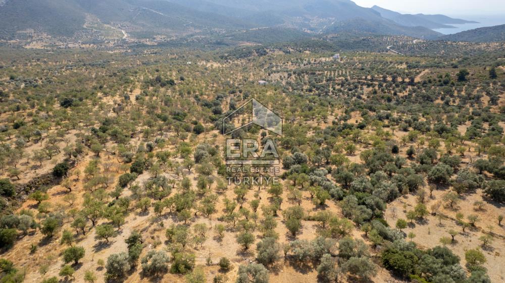 Datça Cumalı'da Satılık 1.830m2 Bademlik Tarla