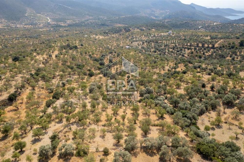 Datça Cumalı'da Satılık 1.830m2 Bademlik Tarla