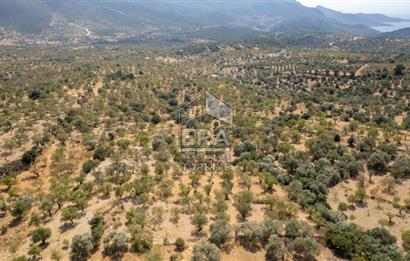 Datça Cumalı'da Satılık 1.830m2 Bademlik Tarla