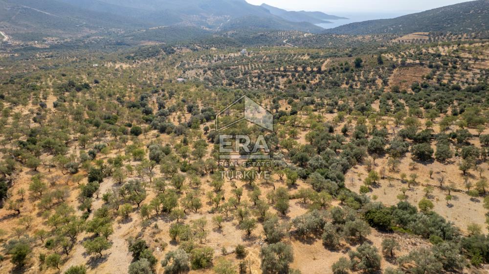 Datça Cumalı'da Satılık 1.830m2 Bademlik Tarla