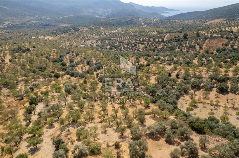 Datça Cumalı'da Satılık 1.830m2 Bademlik Tarla