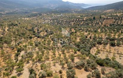 Datça Cumalı'da Satılık 1.830m2 Bademlik Tarla