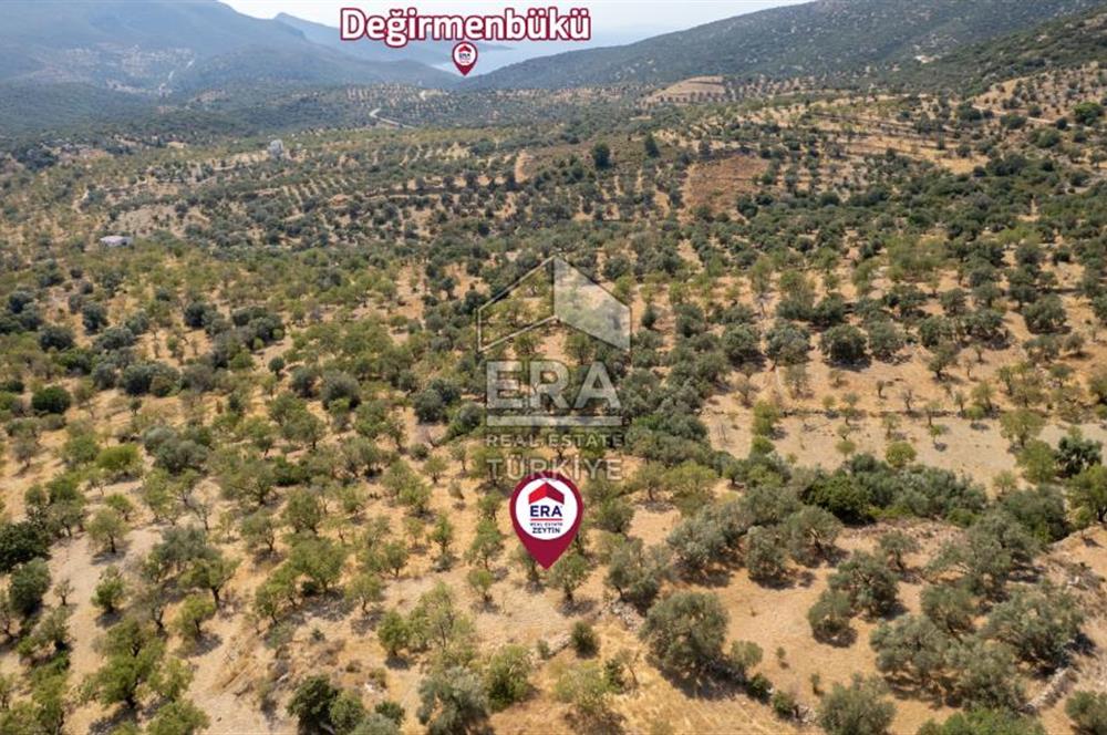 Datça Cumalı'da Satılık 1.830m2 Bademlik Tarla