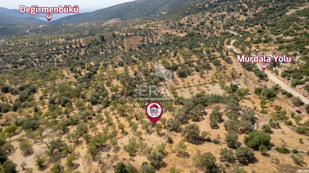 Datça Cumalı'da Satılık 1.830m2 Bademlik Tarla