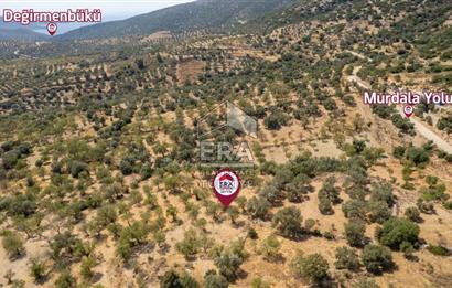 Datça Cumalı'da Satılık 1.830m2 Bademlik Tarla