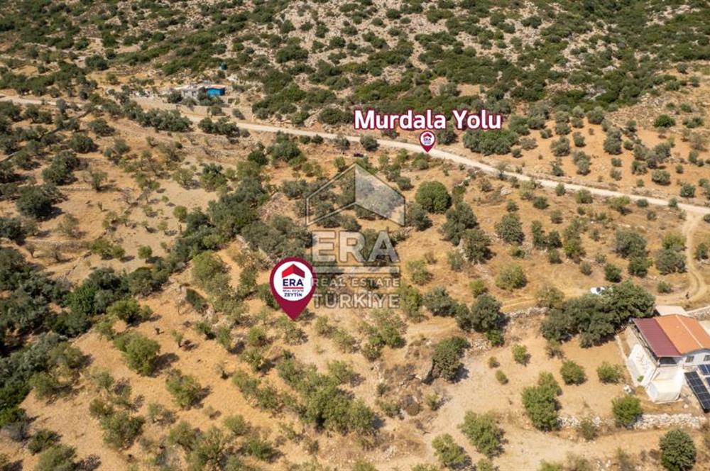 Datça Cumalı'da Satılık 1.830m2 Bademlik Tarla