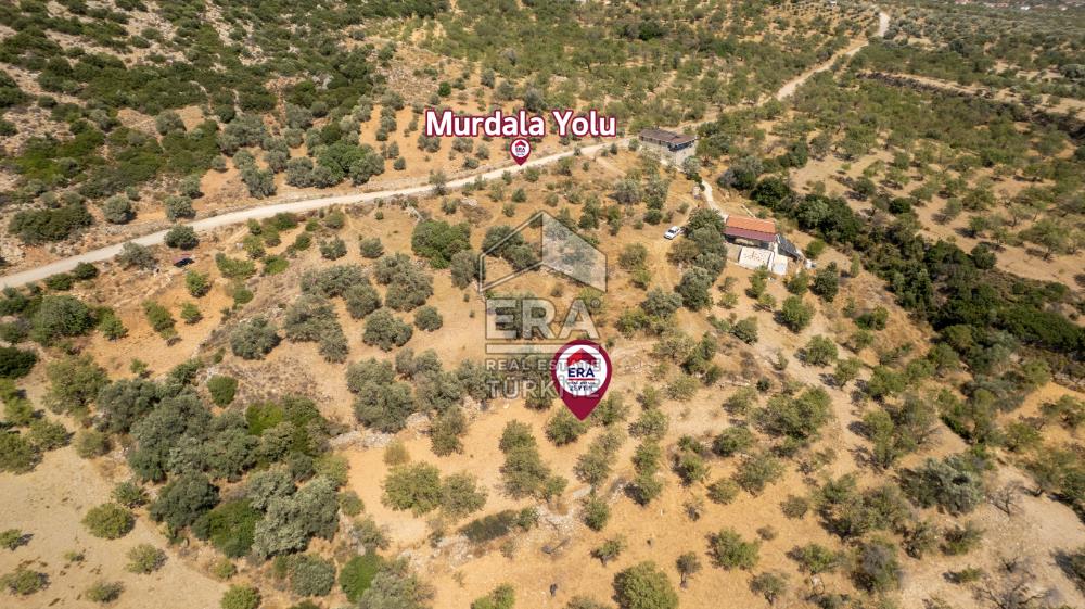 Datça Cumalı'da Satılık 1.830m2 Bademlik Tarla