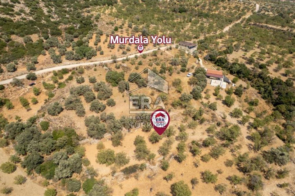Datça Cumalı'da Satılık 1.830m2 Bademlik Tarla